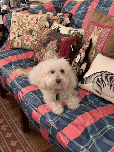 Hello from Suzie!